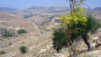 Aljoun_Jerash_003.jpg