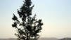 Aljoun_Jerash_004.jpg