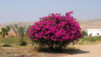 Aljoun_Jerash_005.jpg