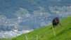 Alpe_Neggia_014