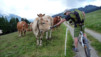 Arpille_Bovine_09_0004
