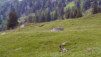 Arpille_Bovine_09_0006