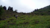 Arpille_Bovine_09_0010