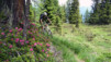 Arpille_Bovine_09_0012