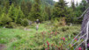 Arpille_Bovine_09_0014
