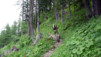 Arpille_Bovine_09_0023