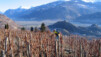 Le vignoble de Lentine, dépouillé. Bisses_Noel_005.jpg