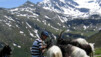 Ochse Läger, étonnante rencontre avec un troupeau de chèvres d’abord étonnées et effrayées, puis rapidement intéressé par nos sandwichs.
Image 15 sur 33 Bistinepass_015.jpg