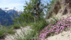Brentjong_12_008