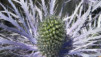 Chardons_Bleus_001.jpg