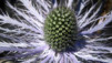 Chardons_Bleus_002.jpg
