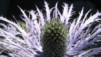 Chardons_Bleus_003.jpg