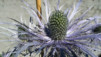 Chardons_Bleus_004.jpg