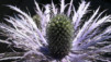 Chardons_Bleus_005.jpg