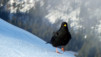 Dis donc poulet, tu ne devrais pas faire un peu d'exercice, au lieu de fréquenter régulièrement la terrasse du Kouglos ? Chaux_de_Tompey_010
