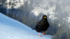 Dis donc poulet, tu ne devrais pas faire un peu d'exercice, au lieu de fréquenter régulièrement la terrasse du Kouglos ? Chaux_de_Tompey_010