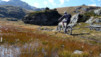 Col_de_Cou_08_012.jpg
