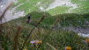 Col_de_la_Forcla_013.jpg
