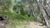 Cols_Ferret_10_002