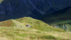 Cols_Ferret_10_033