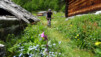 La floraison des orties. Eischollalp_006