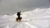Un vrai temps de chien. Fava_08_010.jpg