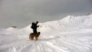 Un vrai temps de chien. Fava_08_010.jpg