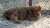 Finges_Gampel_026