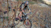 Follateres_10_003