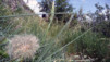 Gorges_de_la_Tieche_0025.jpg