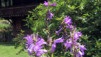 JardAlpin_Champex_Juillet_001.jpg