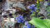 JardAlpin_Champex_Juillet_002.jpg