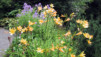 JardAlpin_Champex_Juillet_005.jpg
