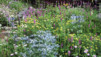 JardAlpin_Champex_Juillet_006.jpg