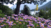JardAlpin_Champex_Juillet_008.jpg