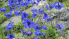 JardAlpin_Champex_Juillet_010.jpg