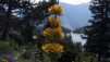 JardAlpin_Champex_Juillet_011.jpg