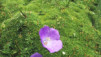 JardAlpin_Champex_Juillet_012.jpg