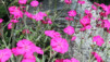 JardAlpin_Champex_Juillet_014.jpg