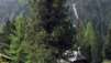 JardAlpin_Champex_Mai_001.jpg