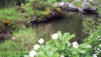 JardAlpin_Champex_Mai_004.jpg