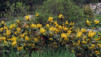 JardAlpin_Champex_Mai_005.jpg