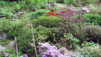JardAlpin_Champex_Mai_006.jpg