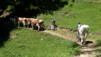 Du Wanderweg bovin. Jeizinen_Albinen_11_025