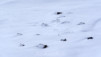 Jeizinen_Schwarzhorn_015