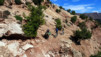 Magic_Carpet_019