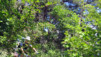 Mt-Chemin_014.jpg