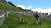 Niwenalp_Torrentalp_0006