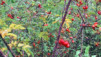 Octobre_01_009.jpg