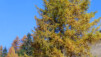 Ors_Octobre_005